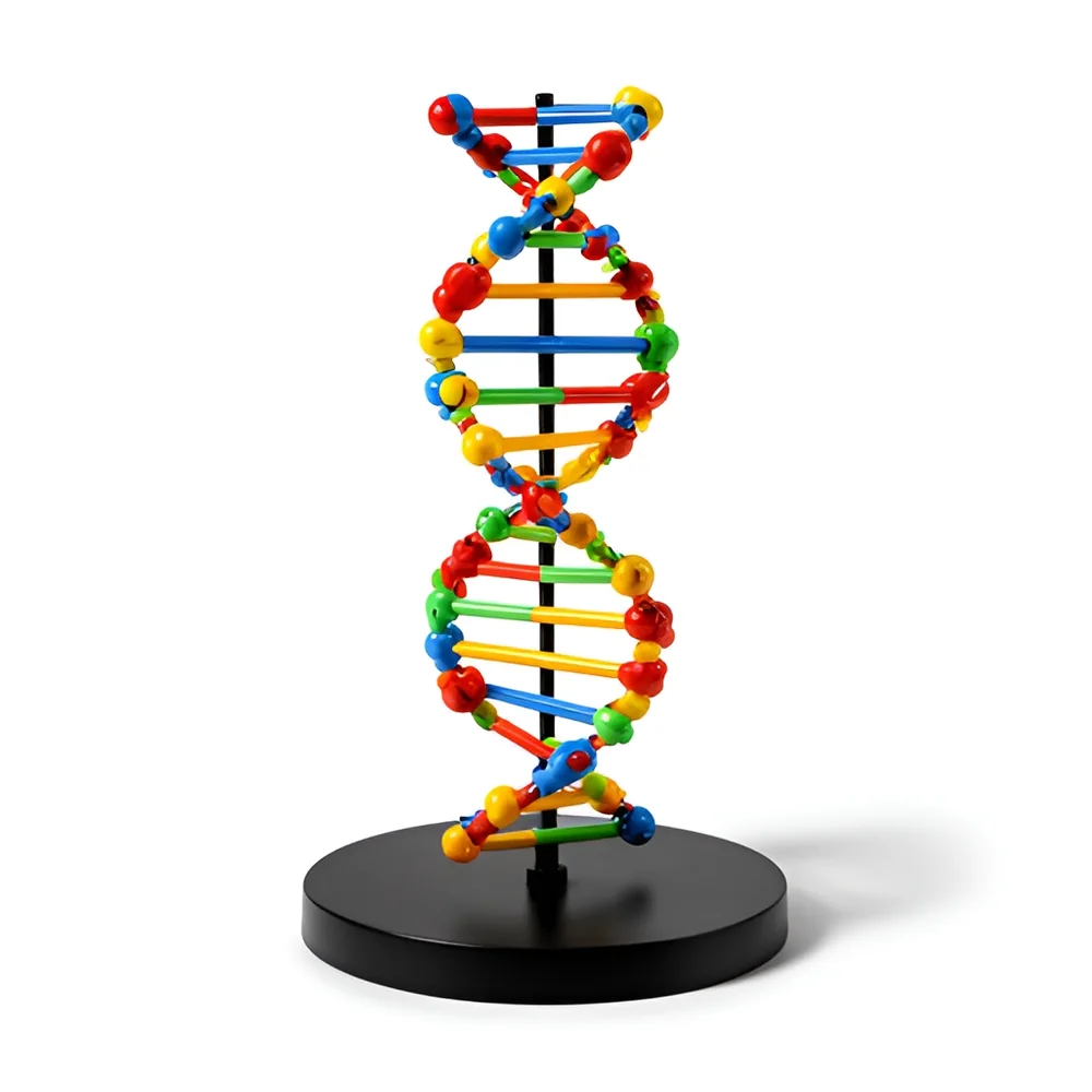 Modelo de doble hélice de ADN para montar